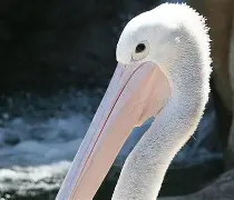 曼联新闻最新消息转会